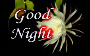 Good Night HD Image Photo Download