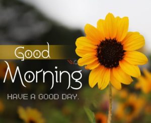 Have A Good Day Wishes Images