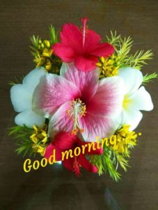 Hibiscus Flower Good Morning Photos Images Download Free