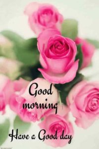 Images of Flowers with Good Morning Wishes Download