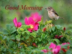 Latest Hd Good Morning Images With Flowers & Bird