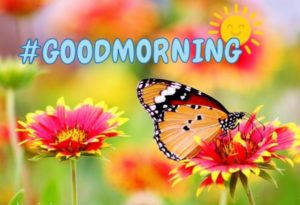Lovely Good Morning Pics with Flowers HD