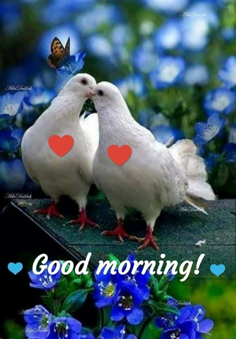 Good Morning Images With Birds And Flowers Good Morning