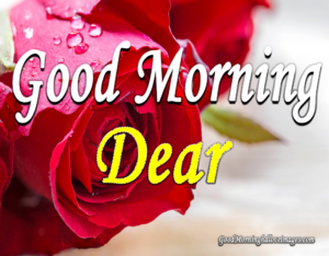 Delightful Good Morning Dear Images Photo Wallpaper Picture Free Download for Whatsapp